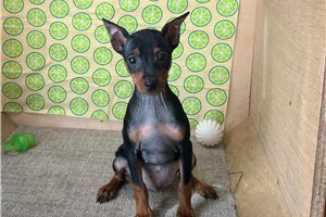 Gino - Miniature Pinscher for sale