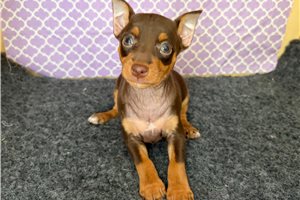 Della - Miniature Pinscher for sale