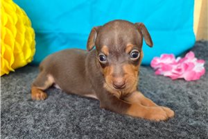 Demi - Miniature Pinscher for sale