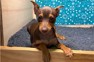 Demi - Miniature Pinscher for sale