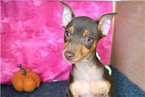 Demi - Miniature Pinscher for sale