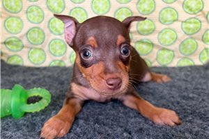 Demi - Miniature Pinscher for sale