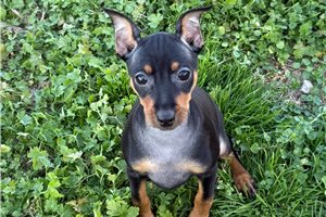 Pam - Miniature Pinscher for sale