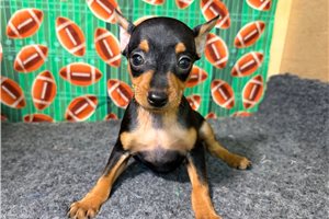 Hawk - puppy for sale