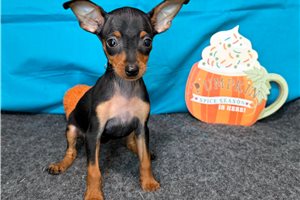 Rhea - Miniature Pinscher for sale