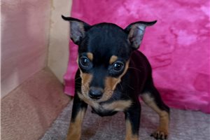 Pandora - puppy for sale
