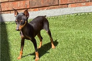 Clover - Miniature Pinscher for sale