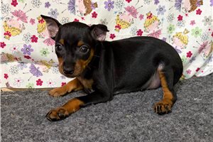 Hadley - Miniature Pinscher for sale