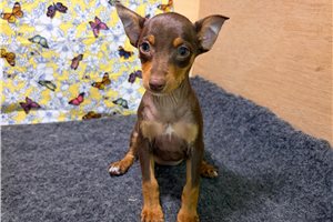 Della - Miniature Pinscher for sale