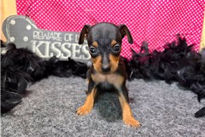 Rocca - puppy for sale