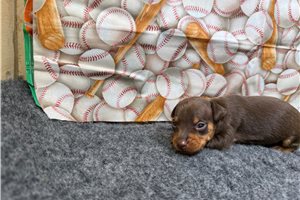 Fitz - Miniature Pinscher for sale