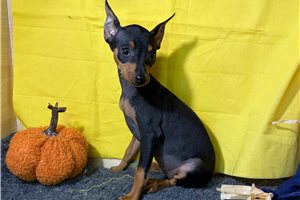 Roxy - Miniature Pinscher for sale