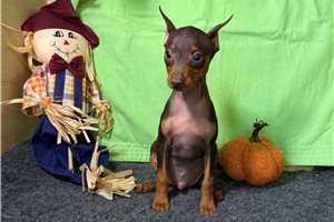 Rooster - Miniature Pinscher for sale