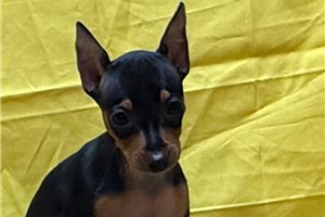 Francesca - Miniature Pinscher for sale