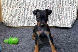 Fletcher - Miniature Pinscher for sale