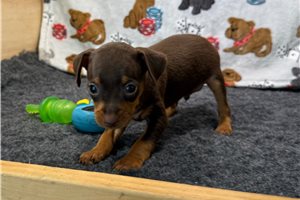 Fitz - Miniature Pinscher for sale
