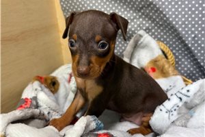 Rooster - puppy for sale