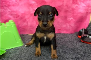 Delilah - Miniature Pinscher for sale