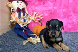 Jellybean - puppy for sale