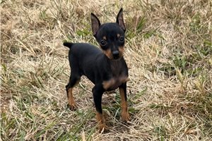 Hadley - Miniature Pinscher for sale