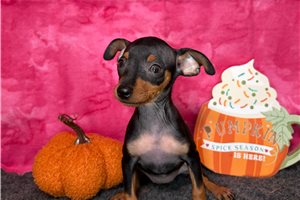 Roxy - Miniature Pinscher for sale