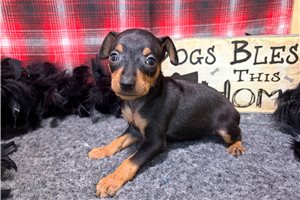 Roxy - Miniature Pinscher for sale