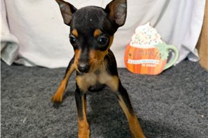 Hawk - Miniature Pinscher for sale