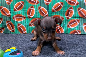 Finnegan - Miniature Pinscher for sale