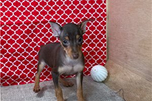 Chase - Miniature Pinscher for sale