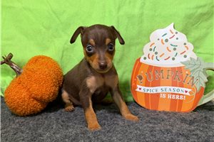 Itty - Miniature Pinscher for sale