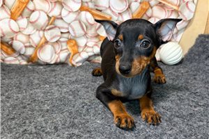 Huxley - Miniature Pinscher for sale