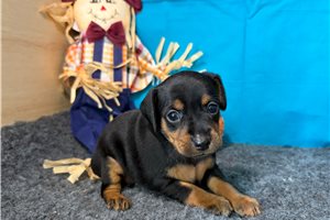Jael - Miniature Pinscher for sale