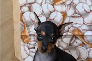Comet - Miniature Pinscher for sale