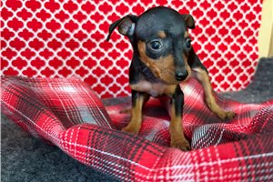 Rhea - Miniature Pinscher for sale