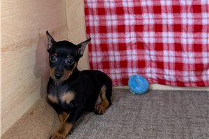 Paladin - puppy for sale