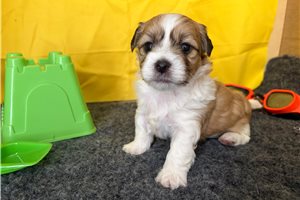 Elam - Shichon for sale