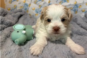 Zauntee - puppy for sale