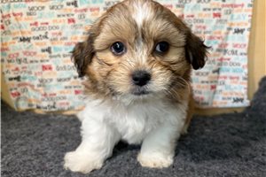 Rudy - Shichon for sale