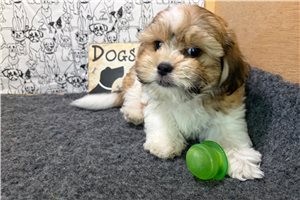 Rudy - Shichon for sale