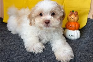 Zauntee - Shichon for sale