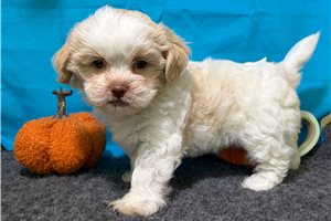 Zauntee - Shichon for sale