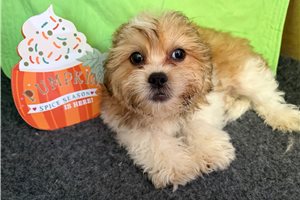 Rudy - Shichon for sale