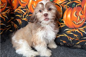 Zeus - Shichon for sale