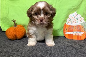 Zeus - Shichon for sale