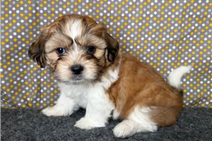 Rudy - Shichon for sale