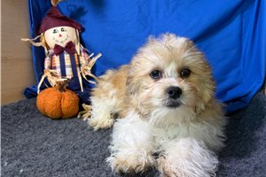 Rudy - Shichon for sale