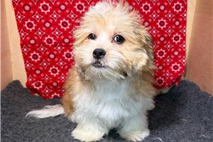 Rudy - Shichon for sale