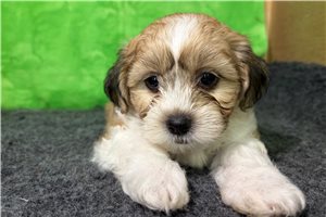 Elam - Shichon for sale