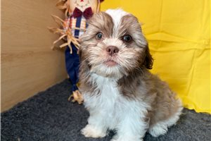 Zeus - Shichon for sale