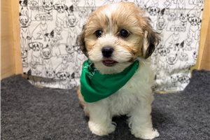 Elam - Shichon for sale